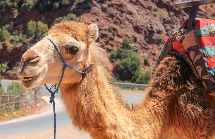 From Maspalomas: Camel Safari With Barbecue in Natural Reserve